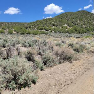 5.5 acres in Ft Garland, Colorado (Costilla County) - APN 70224790 (photo 2)